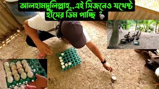 আলহামদুলিল্লাহএই সিজনেও যথেষ্ট হাঁসের ডিম পাচ্ছি 🦆 [upl. by Parthen728]