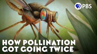 How Pollination Got Going Twice [upl. by Urias]