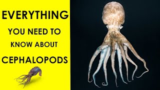 Mysteries of Cephalopods A Beginners Guide [upl. by Derrik]