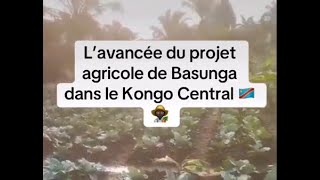 Des nouvelles du projet agricole de Basunga près de Mbaza Ngungu dans le Kongo Central [upl. by Ridley]