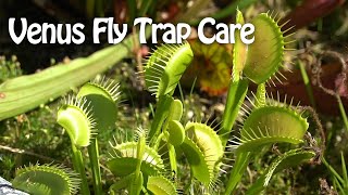 Venus Fly Traps The most abused plant [upl. by Joselow]