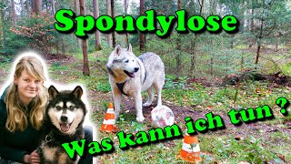 Spondylose beim Hund natürlich behandeln  Was kann ich tun  Hundephysiotherapie für zu Hause [upl. by Araccot604]