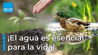 💧LA IMPORTANCIA del AGUA en los seres vivos💧 [upl. by Nedaj]