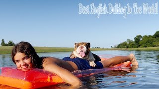 Worlds Best English Bulldog Chocolate Tri Merle AKC Relaxing on Pond [upl. by Adnolrehs980]