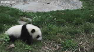 Funny cute baby pandas fall over  Natural World Special Panda Makers  BBC Two [upl. by Uel]