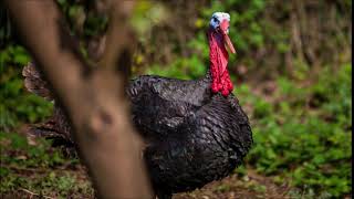 Turkey Gobble Sound  Free Sound Effects  Animal Sounds [upl. by Hsekar665]