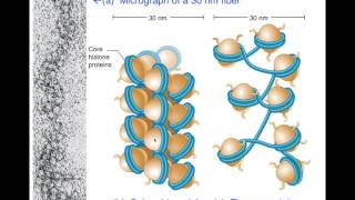 Unit1E Eukaryotic DNA Packaging Chromatin [upl. by Annemarie]