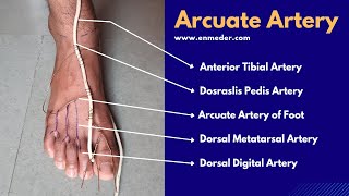 Dorsalis Pedis Artery 33  Arcuate Artery of Foot  The Charsi of Medical Literature [upl. by Erusaert298]