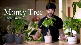 Money Tree Care Guide  Picking Placing and Parenting Your Plant [upl. by Yelak]