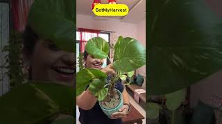 7 Plants with Big Leaves  बड़े पत्तों वाले पौधे shorts [upl. by Edna463]