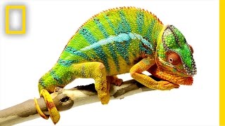 Beautiful Footage Chameleons Are Amazing  National Geographic [upl. by Hahsia]