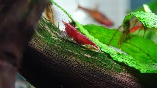 Cherry Shrimp BREEDING and BERRIED Episode 2 [upl. by Itsrejk896]