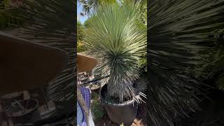 Yucca Rostrata foryou garden droughttolerantplants yucca [upl. by Aleakim]