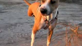 The Three Legged Dogs of Slab City [upl. by Ludewig]