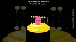 Ligand gated ion channel or Beehive [upl. by Salkin]