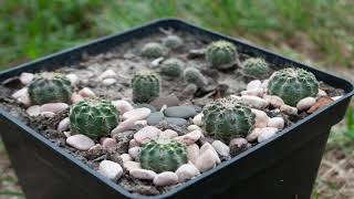 Echinocereus pulchellus історія одного посіву [upl. by Anim420]