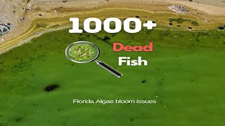 Florida Coast Destroyed by Algae Blooms shorts sea [upl. by Alue]