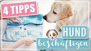 4 COOLE DIY IDEEN  Hund drinnen geistig beschäftigen [upl. by Nnaear]