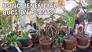 GETTING RID OF HOUSEPLANT PESTS WITHOUT CHEMICALS  How To Use Beneficial Mites Indoors [upl. by Fleda]