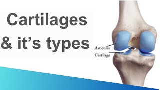 Cartilage  Structure  Functions  Types  Hyaline  elastic  fibrous cartilage [upl. by Nerti504]