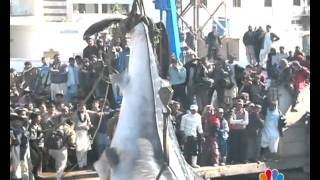 KARACHI BIG FISH REPORT MANSOOR AHMED EDIT BY AMIN AFRIDImp4 [upl. by Mages]