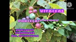 AMPELOPSIS GLANDULOSA  PORCELAIN BERRY  VITACEAE  FRUITS EATEN BY BIRDS 🐦 [upl. by Haela]