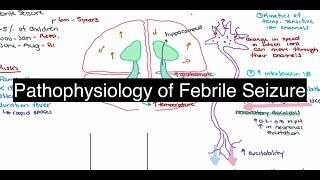 Pathophysiology of Febrile Seizure [upl. by Hampton]