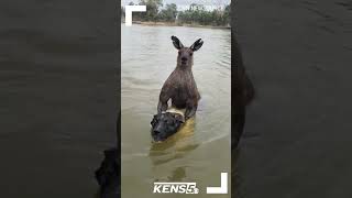 Australian man fights kangaroo drowning his dog [upl. by Nealon]