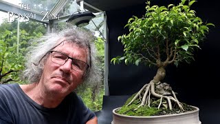 Pruning My Root Over Temple Ficus The Bonsai Zone July 2024 [upl. by Plunkett]