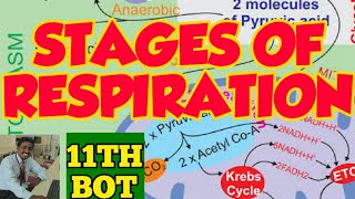 RESPIRATION STAGES  PLANT PHYSIOLOGY  STD 11  LOCATION OF RESPIRATION STAGES [upl. by Minna]