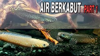 Air Aquarium Berkabut atau Butek 1  Bacteria Bloom Cloudy Water [upl. by Montano]