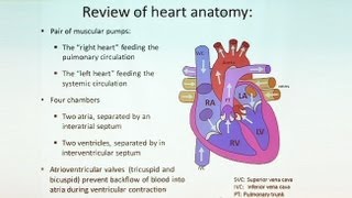 Follow Your Heart Anatomy of the Cardiovascular System Part II [upl. by Rodrigo709]