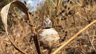 Argiope Lobata  Loplu örümcek [upl. by Asilav]