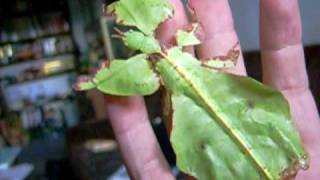 big Walking Leaf insect walking on me phyllium [upl. by Bayless]