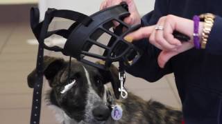 How to Acclimate Your Dog to a Muzzle [upl. by Tenej]