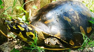 Indian Flapshell Turtle In Hindi  Lissemys punctata [upl. by Primrosa]