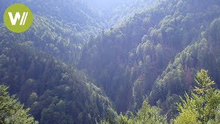 Wilde Karpaten SemenicNationalpark in Rumänien  Europas Urwälder Folge 4 [upl. by Llerrit577]