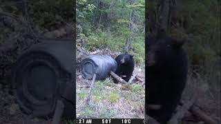 Black bear picturescanadanorthlifewildlifequebechunting2024bearhunting [upl. by Boehike]