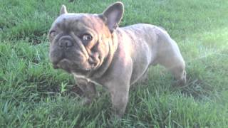 Amazing Blue French Bulldog Stud  Brads Bullies  Micro Machine [upl. by Assertal]