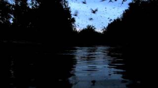 Amazing Bats of Carnarvon Gorge Central Queensland [upl. by Rosenfeld]