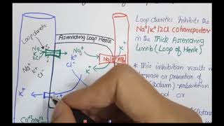 Loop Diuretics furosemide Mechanism of Action and Pharmacology [upl. by Urbannal]