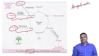 Carbohydrate Metabolism  a quick review [upl. by Love]