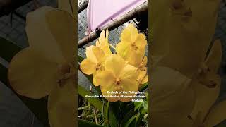 Orchids of the Philippines short video youtube nature natural beauty solitary [upl. by Nomis996]