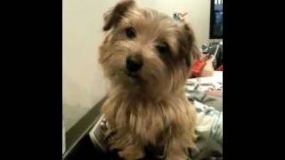 norfolk terrier [upl. by Banwell]