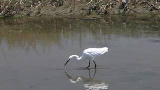 Snowy Egret at Famosa Slough [upl. by Starling820]