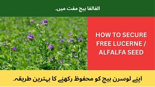 How To Secure Lucerne  Alfalfa Seed For Free  Mufth Main Lucerne Ka Bheej [upl. by Demetrius]