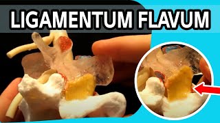 Ligamentum Flavum  The FIRST Dynamic Ligamentum Flavum Ever To Be Produced [upl. by Imoyaba118]