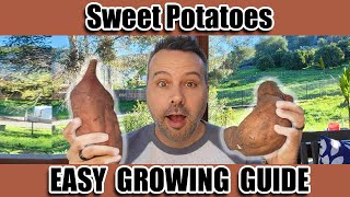 How to Grow Sweet Potatoes [upl. by Lodi]