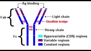 Antibody Structure [upl. by Katherine]