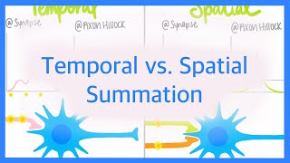 Temporal vs Spatial Summation [upl. by Alleacim]